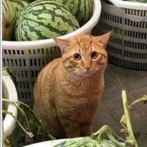 Meet your Posher, Presley